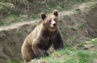 Urșii au făcut ravagii anul acesta în Harghita. Numărul pagubelor s-a dublat