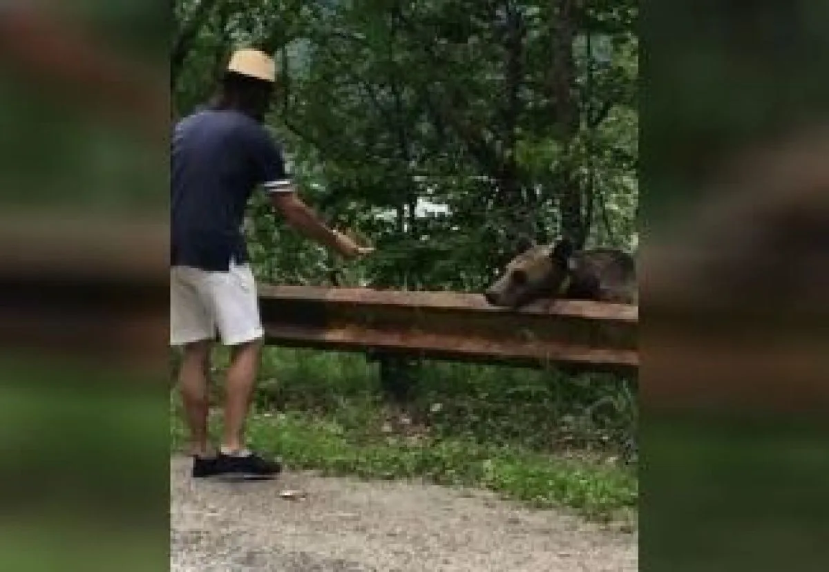Un turist care hrănea urşii într-o parcare , amendat de jandarmi
