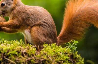 O veveriță a reușit să terorizeze un cartier întreg în doar 48 de ore.