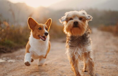 4 Game de hrană specială pentru câini pe care Lenda ți le pune la dispoziție pentru prietenul tău necuvântător