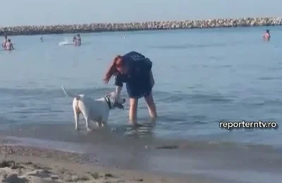 Condițiile în care puteți merge cu câinii pe plajă.