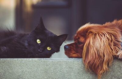 Hubert Thuma îl critică pe Marian Neacșu pentru amânarea proiectului privind sterilizarea animalelor