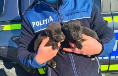 Un bărbat s-a ales cu dosar penal după ce a despărţit doi pui de câine de mama lor, apoi i-a abandonat