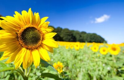 Ucraina ar putea avea o recoltă de floarea-soarelui mai mică cu 42%