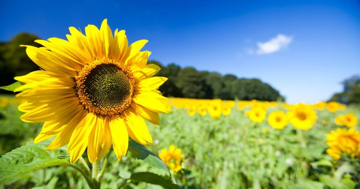 Ucraina ar putea avea o recoltă de floarea-soarelui mai mică cu 42%