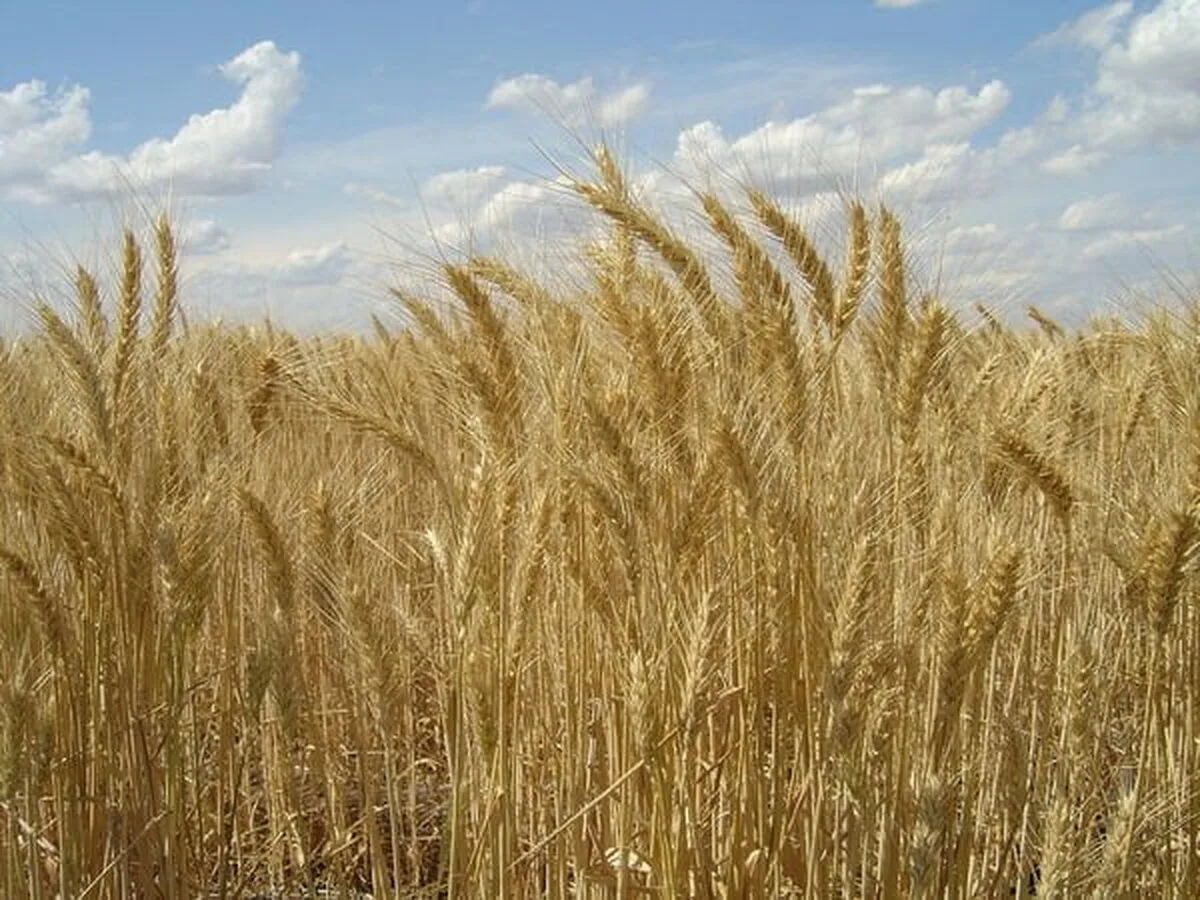 Agricultura trebuie să fie mai productivă pentru a elimina foametea şi a polua mai puţin