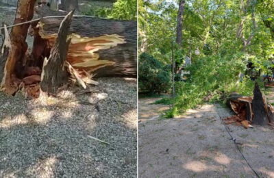 Un copac de peste 10 metri înălțime s-a rupt de la rădăcină și a căzut peste un loc de joacă din Cișmigiu