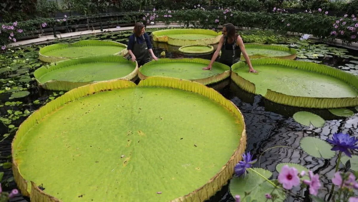 O specie de nufăr gigant a fost descoperită la cea mai mare grădină botanică de pe glob