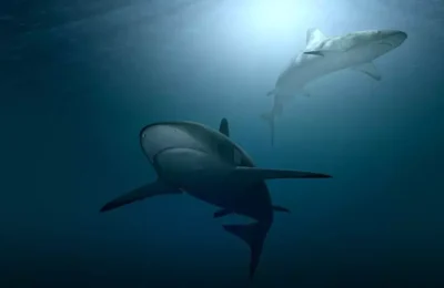 Plaje din Spania închise din cauza apariției rechinilor în apropiere de țărm