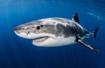 Un tânăr de 17 ani a fost atacat de un rechin lung de 5 metri.