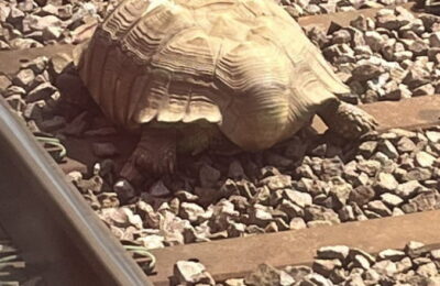 Traficul feroviar a fost blocat timp de câteva ore în estul Angliei, din cauza unei țestoase uriașe