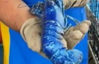 Un pescar a prins un homar albastru extrem de rar.