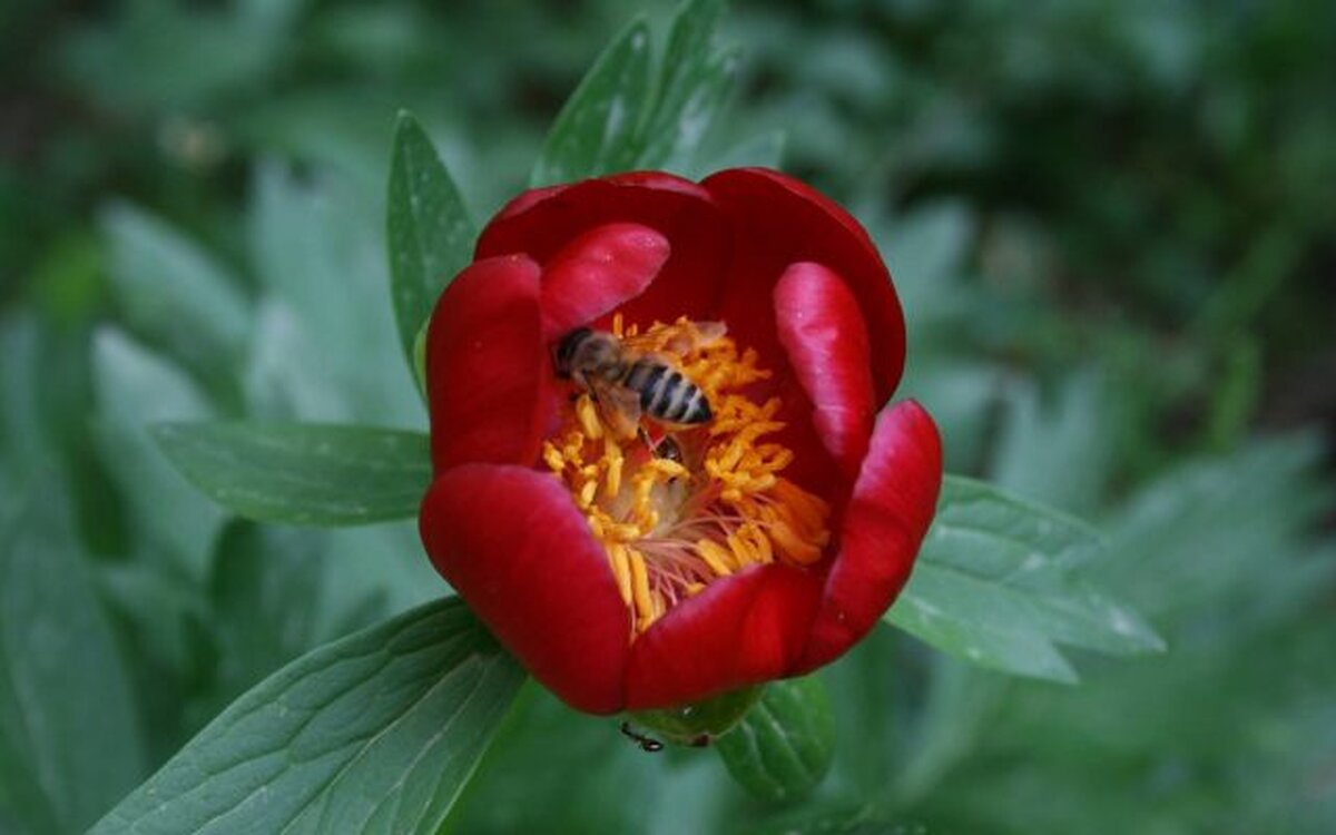 Bujorul, declarat Floare Naţională a României, a decis Parlamentul