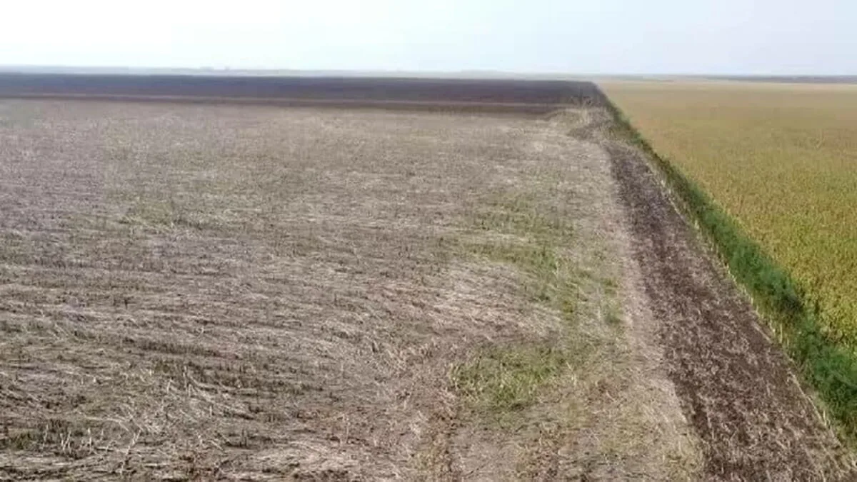 Un buzoian a fost bătut cu bestialitate, după ce a prins doi indivizi în timp ce îi furau varza de pe câmp