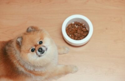 Despre Câinii Pomeranian