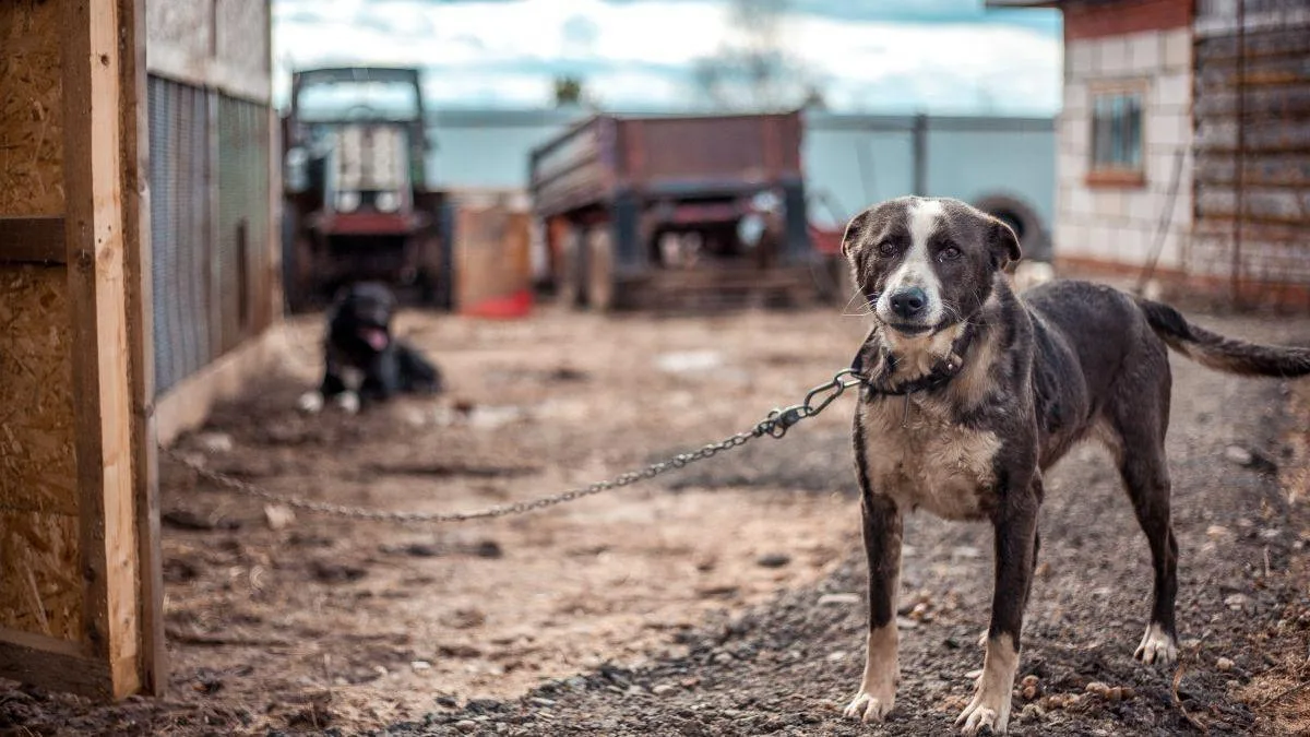 PSOE se opune că rănile aduse unui animal valorează mai mult decât cele produse unei persoane