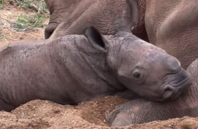 Un pui de rinocer alb s-a născut în Africa de Sud: acum se joacă și alăptează