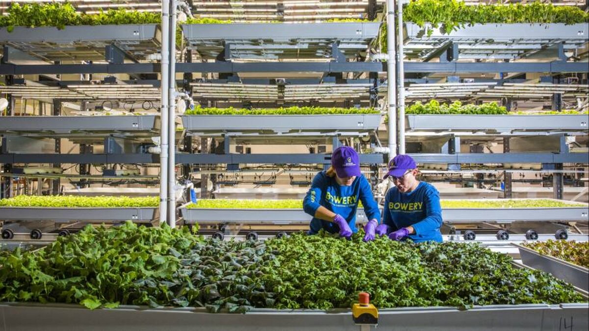 Sectoarele Agritech și Foodtech suferă din cauza prăbușirii finanțării