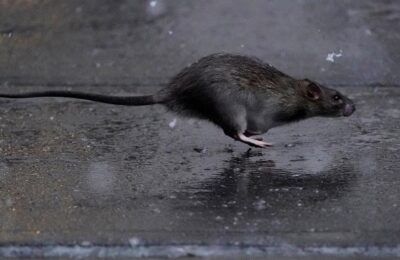 New York caută un „țar rău” pentru a combate ciuma șobolanilor care devastează orașul