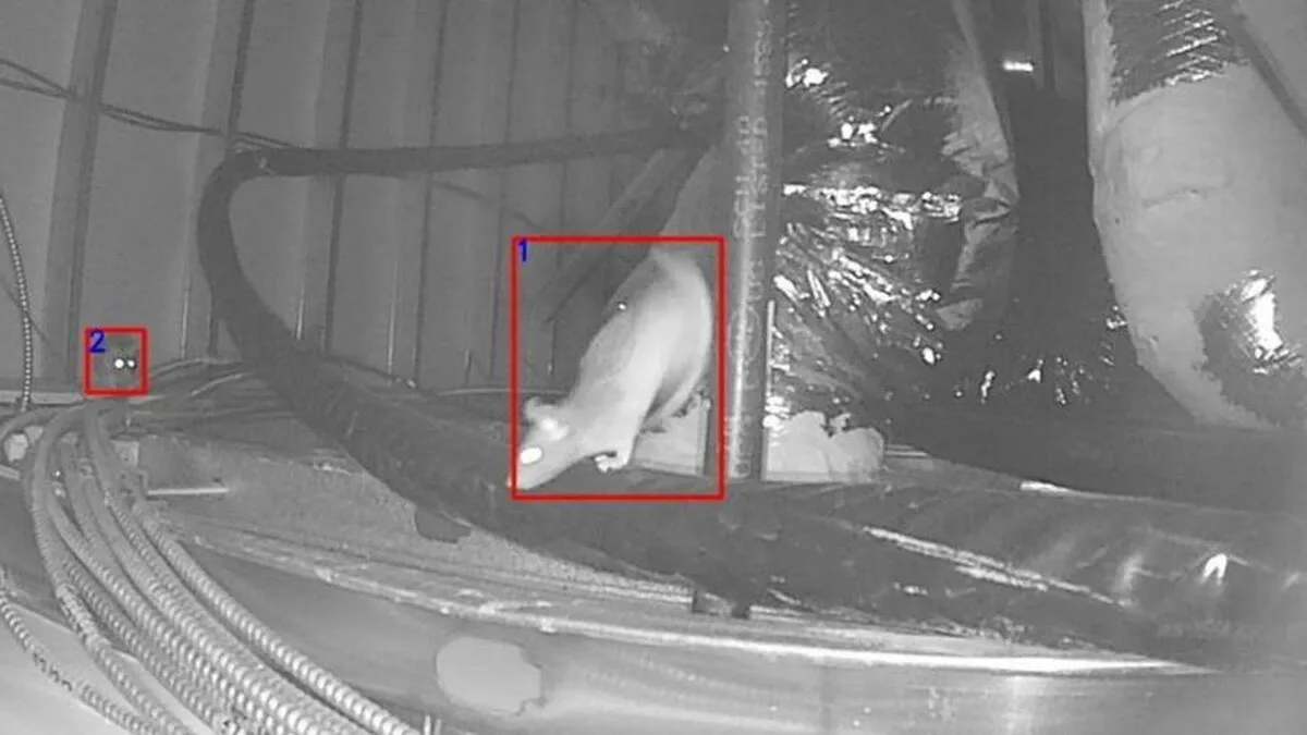 Rentokil abordează problema șobolanului din lume cu recunoașterea facială