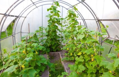 Ce-ți trebuie pentru a cultiva legume timpurii în solar