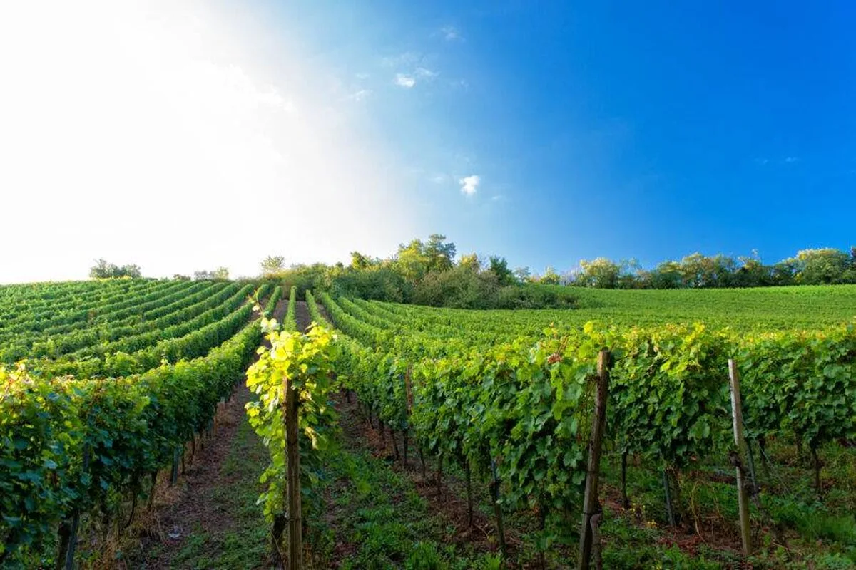 Producătorii englezi de vinuri anticipează recolte foarte bune în urma precipitațiilor din iulie