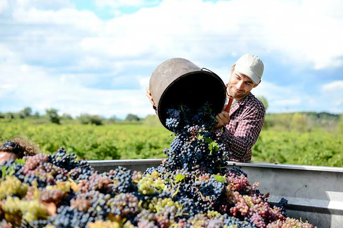 Viticultorii englezi se pregătesc să înregistreze o recoltă record după condiții „excepționale