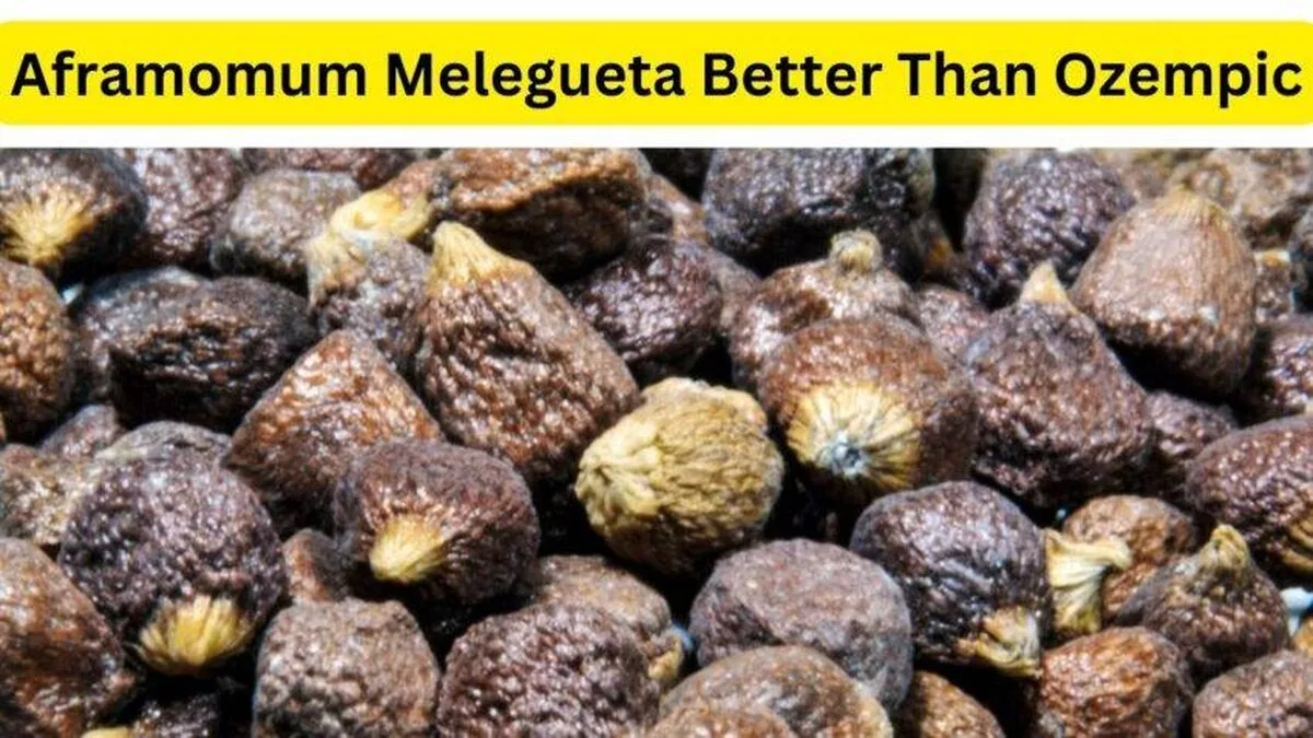 Supliment Pioneer, Dr. Darren Burke, introduce un nou ingredient de pierdere rapidă în greutate care este mai bun decât Ozempic numit Aframomum Melegueta!