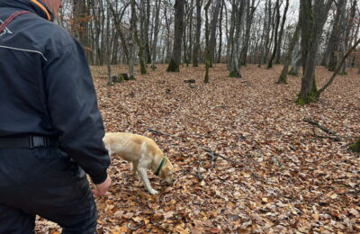 Contribuția serviciilor de dresaj canin în îndeplinirea obiectivelor proiectului „Implementarea Planului național de acțiune pentru conservarea populației de urs brun din România”