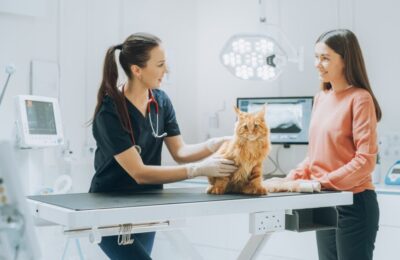 Top 3 cele mai frecvente motive de prezentare a proprietarilor de câini și pisici la medicul veterinar