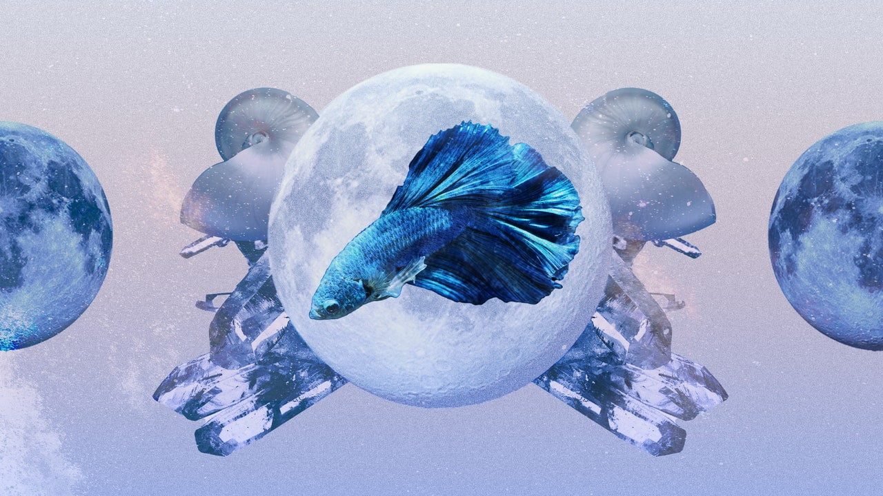 Horoscop Pești aprilie 2024: Citește predicțiile tale lunare