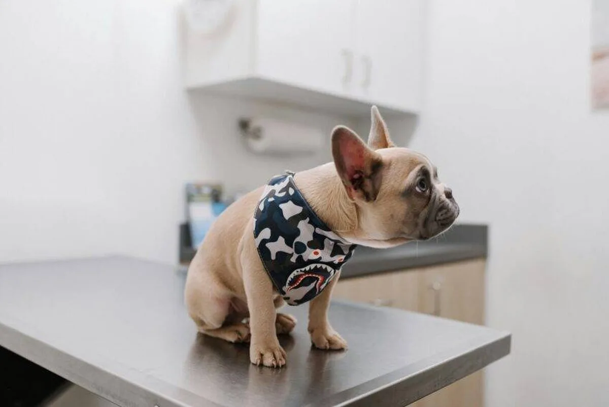 Proprietarii de animale de companie ar putea fi suprasolicitați de medicii veterinari, avertizează autoritatea de reglementare