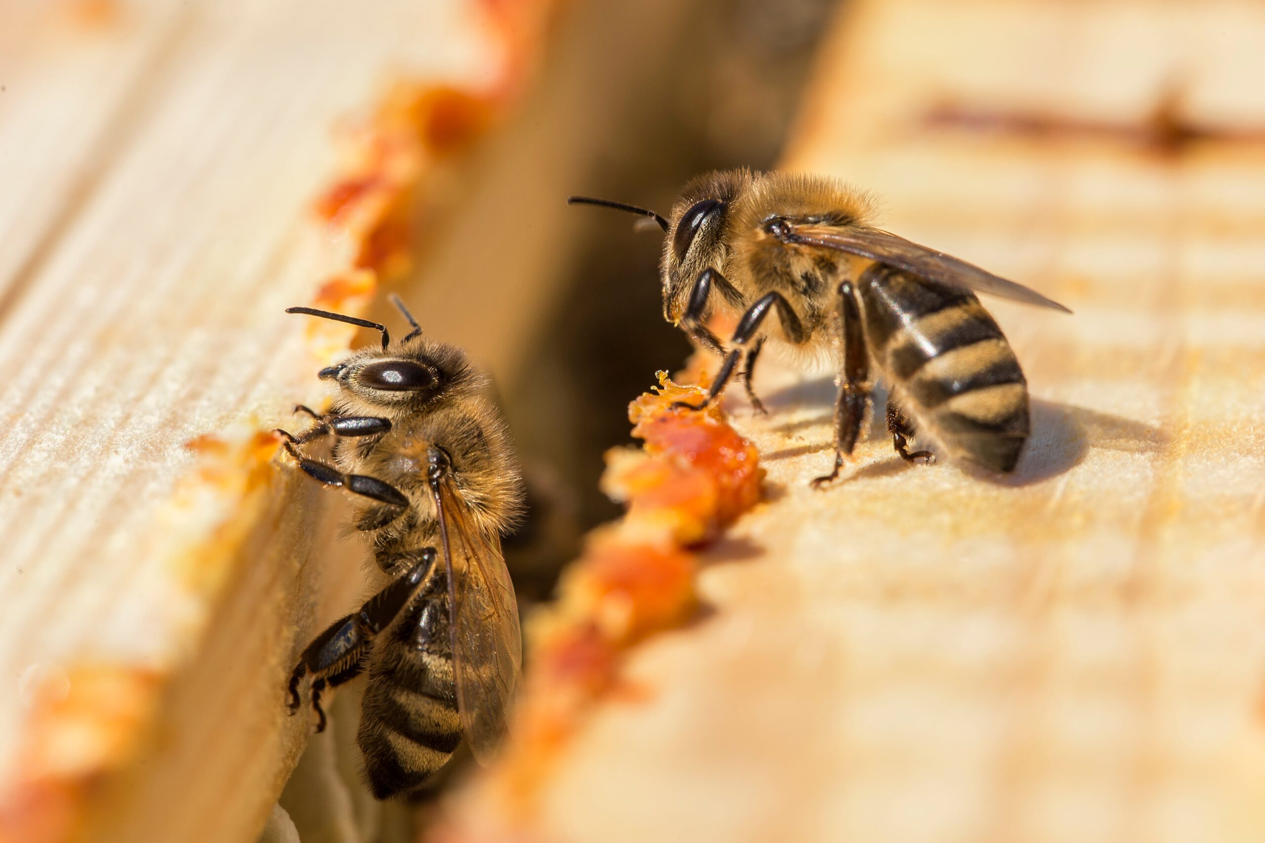 Beneficiile produselor naturale pentru sănătate: propolisul și echinaceea