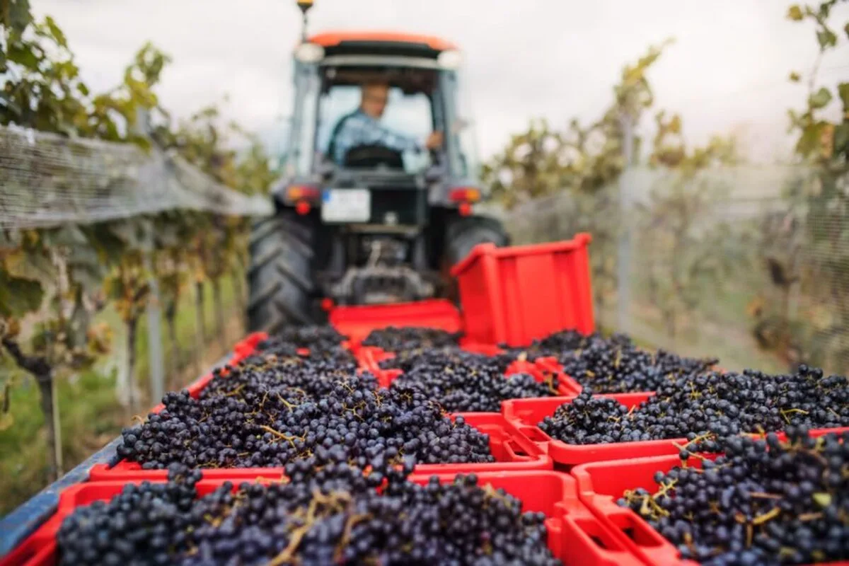 Verificările privind Brexit ar putea umfla costurile de import al alimentelor din Marea Britanie cu până la 60%, avertizează importatorii