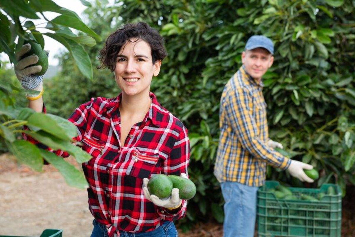 Reducerile de locuri de muncă de vară ca urmare a creșterii salariului minim