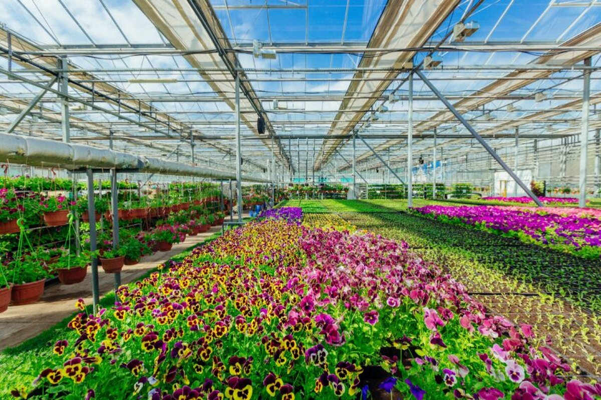 Liderii din industrie avertizează că întârzierile de la frontierele post-Brexit amenință comerțul cu horticultură din Regatul Unit și UE