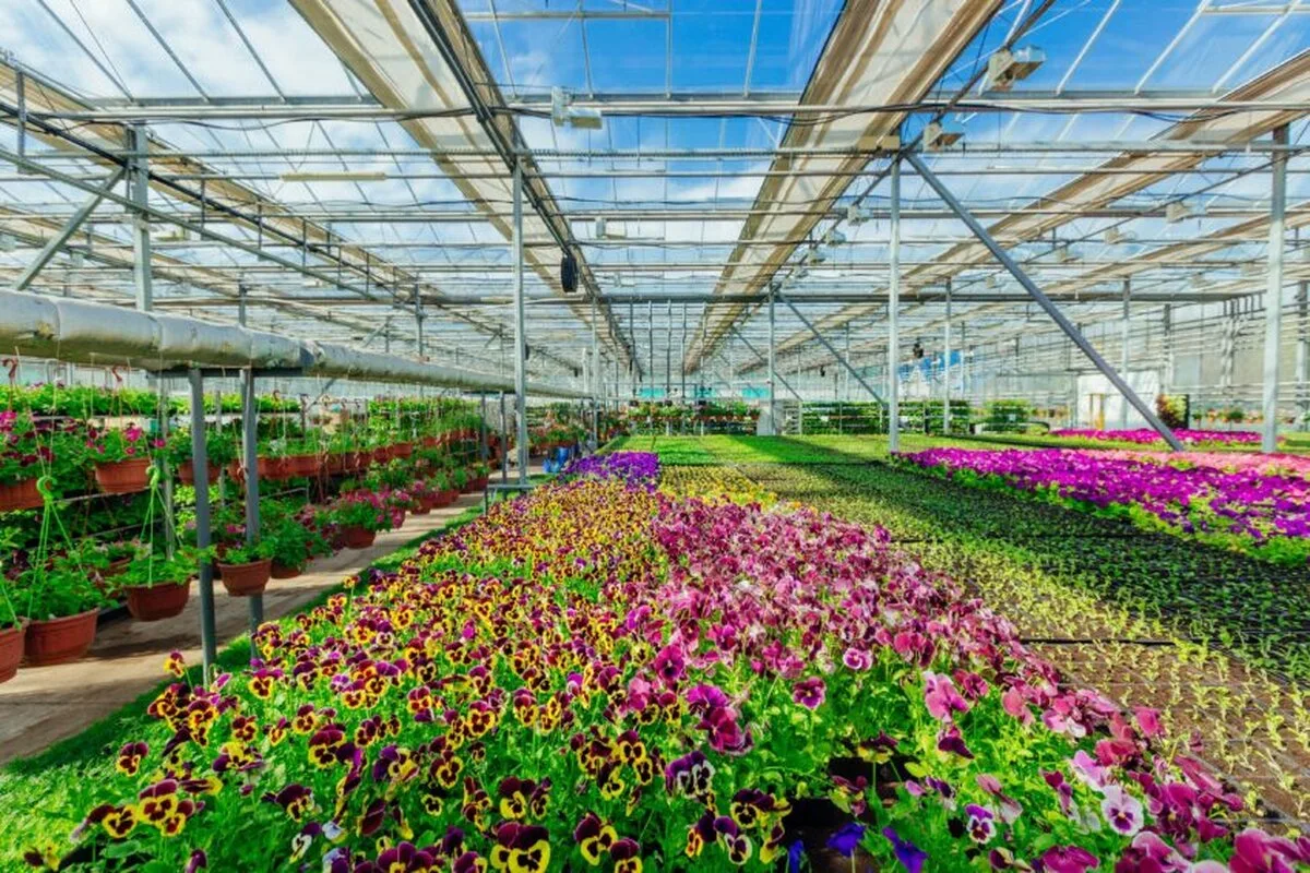 Liderii din industrie avertizează că întârzierile de la frontierele post-Brexit amenință comerțul cu horticultură din Regatul Unit și UE