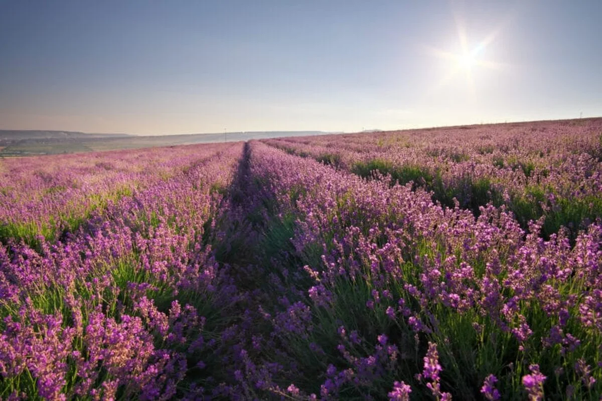 Dr. Henry Cabrera oferă escapade liniștite și experiențe senzaționale la ferma Lavender Waves