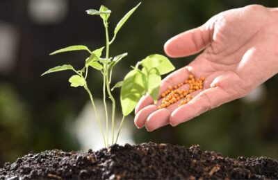 Îngrășământul pentru plante: Cele mai bune soluții organice pentru grădina ta