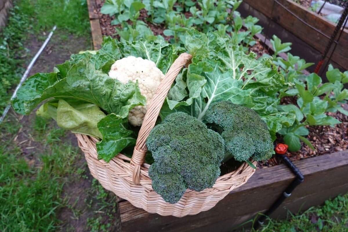 7 legume pe care le poți planta toamna târziu și beneficiile lor pentru sănătate