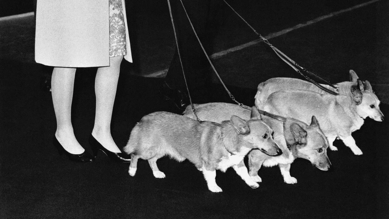Se pare că familia Corgis a Reginei Elisabeta era de fapt „psihopată”