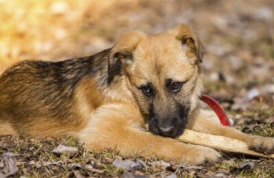Român împușcat nevinovat în plină stradă, de la un simplu incident cu un câine, în Sardinia