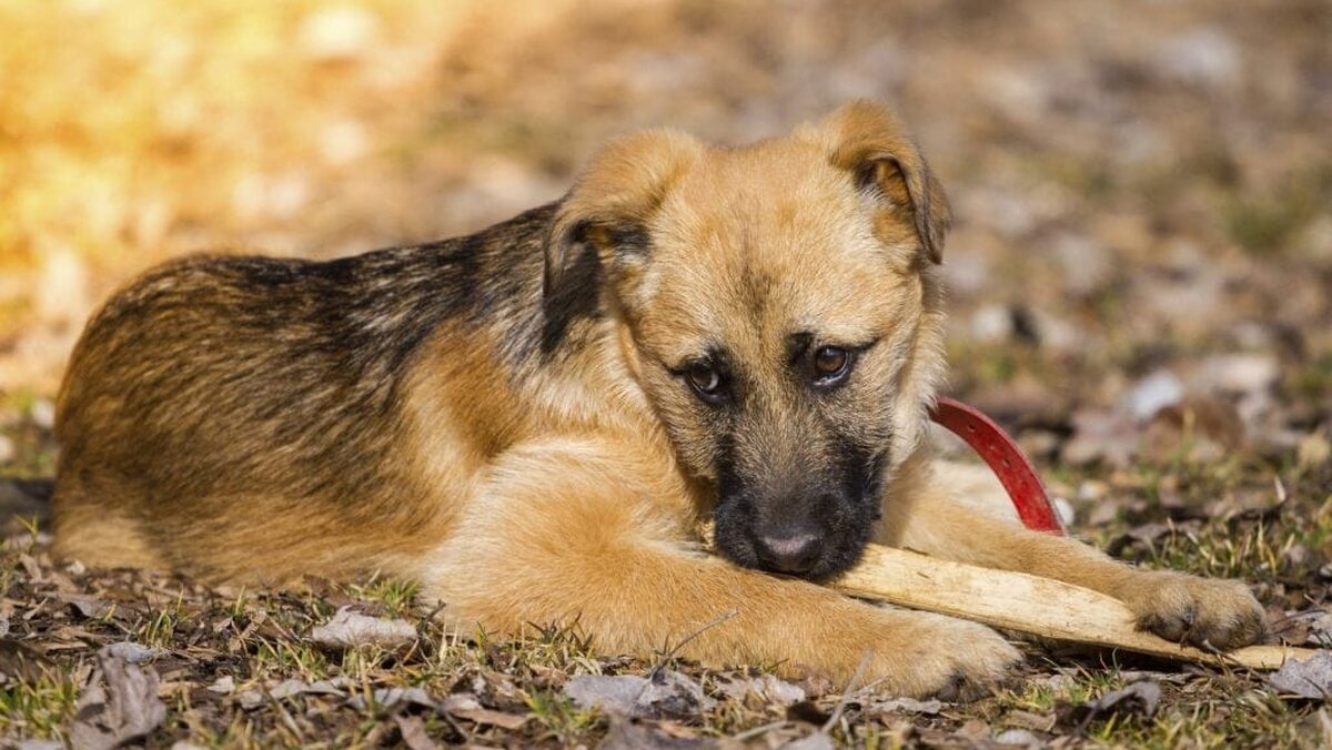 Român împușcat nevinovat în plină stradă, de la un simplu incident cu un câine, în Sardinia