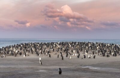 Supraviețuirea creaturilor mici: un potential revoluționar pentru știință!