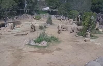 Cum elefanții din San Diego- Well Zoo își salvează puii într-un cutremur