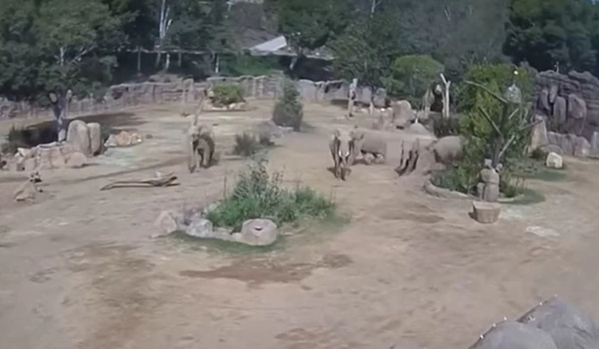 Cum elefanții din San Diego- Well Zoo își salvează puii într-un cutremur