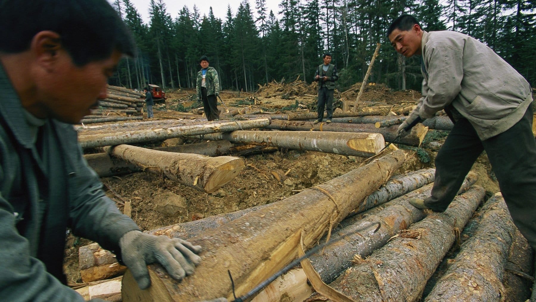 Breaking News: Coreea de Nord trimite muncitori în Rusia!