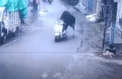 Vaca face senzație pe un moped în India. Vezi imaginile care te vor uimi! | VIDEO