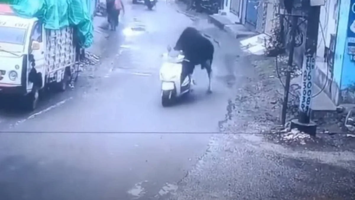 Vaca face senzație pe un moped în India. Vezi imaginile care te vor uimi! | VIDEO