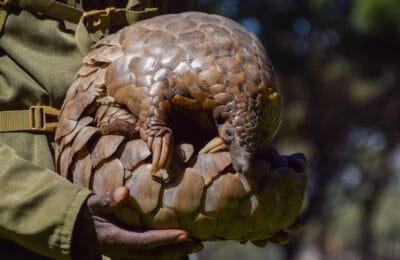 Pangolinii, victimele nevăzute ale braconierilor: Adevărul despre persecuţia lor